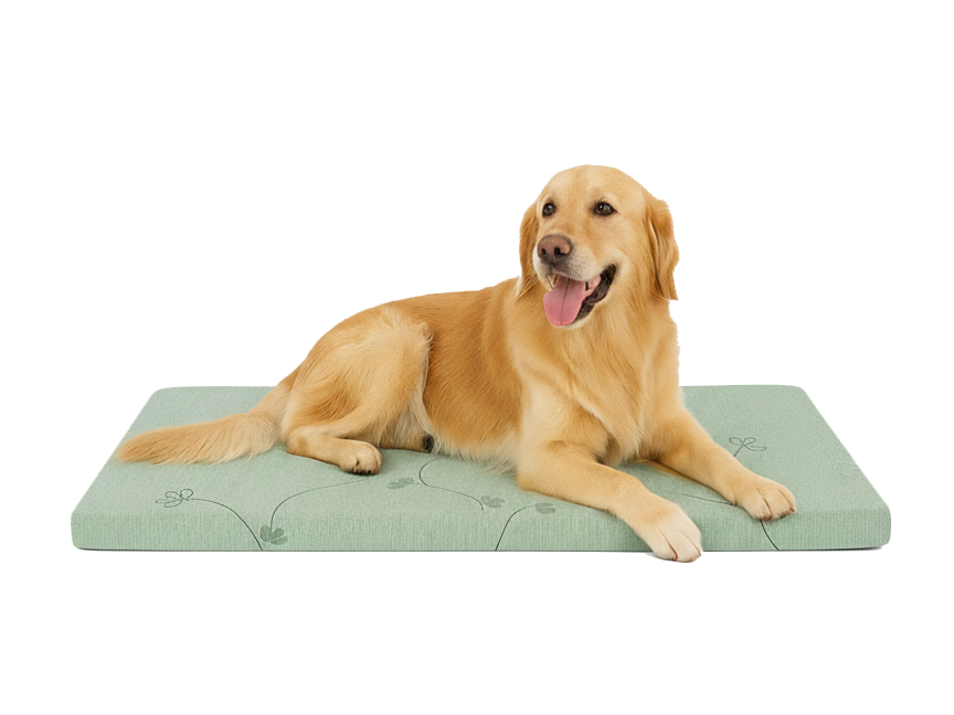 Green - Supportive Foam Dog Bed with Washable Cover - Durable Comfort for All Breeds